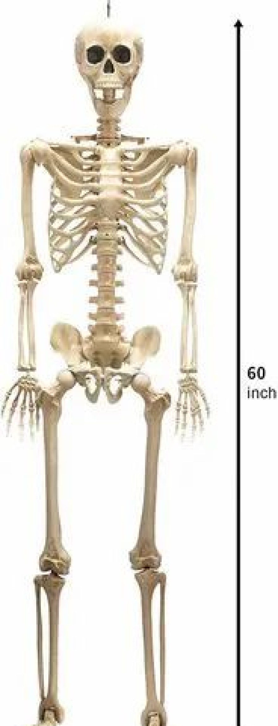 Spooky Scary Skeletons * | Joyin Life Size Halloween Skeleton With Movable Joints 5Ft Halloween Decorations